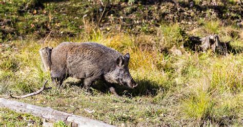 Feb 21, 2023 · A special breed of hybrid super pigs from Canada have started to travel south into the northern United States. The pigs pose a threat to native wildlife and may prove tough to eradicate. The ... 